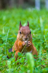 squirrel sits in a green grass and eats