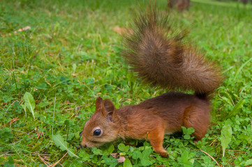 red squirrel on the green grass