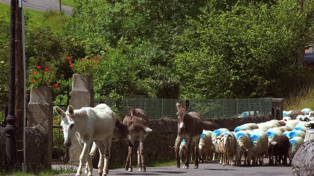 Herd of sheep and Donkeys walking through town, Pyrenees-Atlantique Department, Aquitaine, France