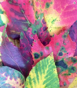 Colorful Fall Leaves up close