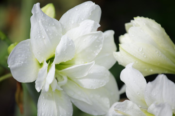 Obraz premium white amaryllis flower