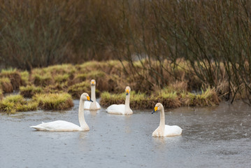 Singschwan, Whooper swan, Cygnus cygnus