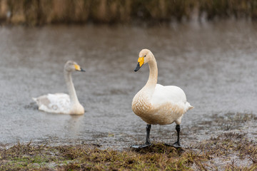 Singschwan, Whooper swan, Cygnus cygnus