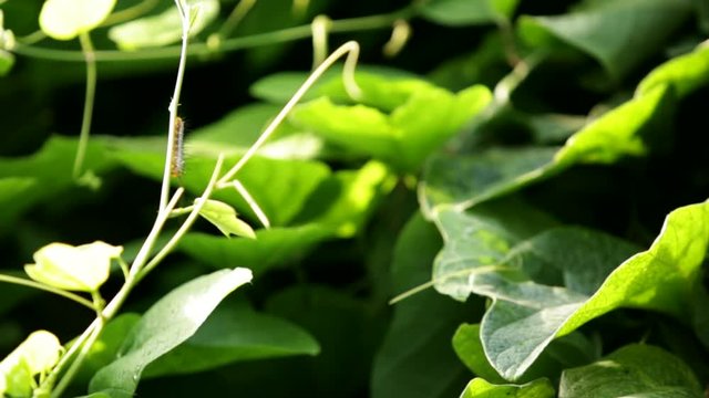 heliconius larvae sitting on a branch of the passion plant