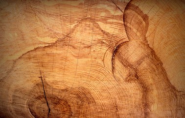 Naklejka premium Beautiful Tree Rings