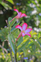Obraz premium Impala Lily or Desert Rose or Mock Azalea or Adenium obesum (selective focus)
