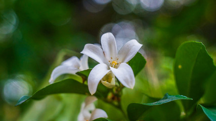 Obraz premium White flower wallpaper