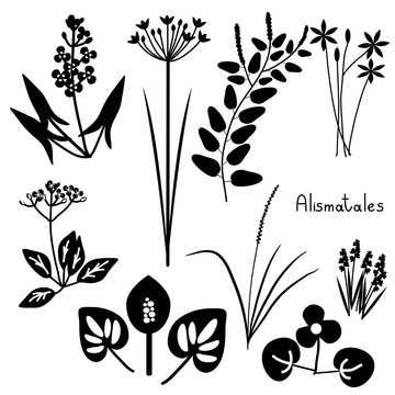 Alismatales plant order