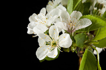 spring flowers of cherry