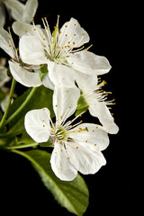 spring flowers of cherry