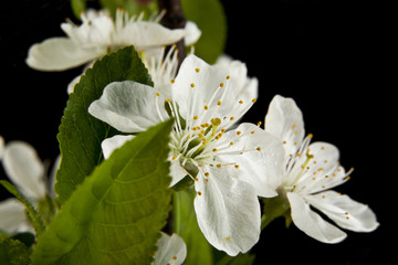 spring flowers of cherry