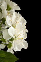 spring flowers of cherry