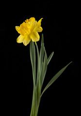 spring yellow daffodil flowers