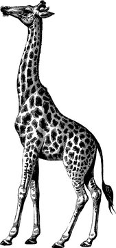 Vintage illustration giraffe