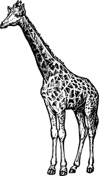 Vintage illustration giraffe