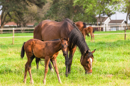 Horses Newborn Foals in field  farm