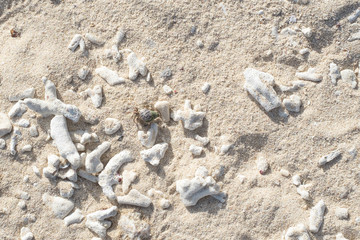 白砂に散らばるサンゴのかけらとヤドカリの沖