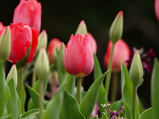 今が旬、これからが旬のチューリップ