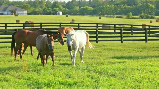 Horses grazing on green pastures of horse farm. Country summer landscape. Two loving horses at horse farm.