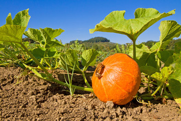 Kürbis auf dem Feld im September
