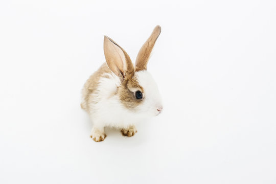 Little rabbit on white