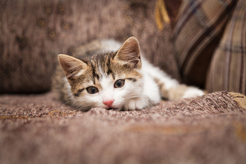 Little kitten has a rest lying