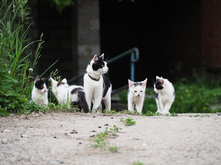 Naklejka na ściany i meble black and white cat family on a walk