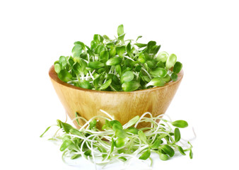 green young sunflower sprouts in the bowl isolated on white back