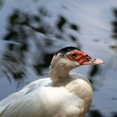White  Duck