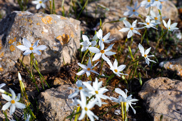 White flowers and stones