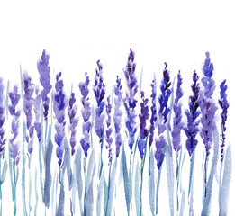 french lavander watercolor illustration
