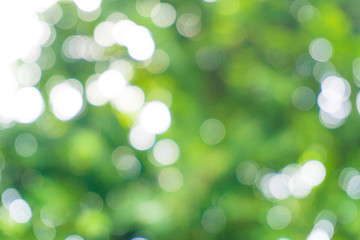 Fototapeta premium Sunny abstract green nature background and light blur