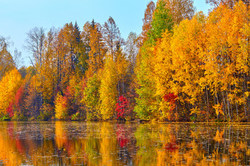 Fototapeta na wymiar Autumn, yellow trees, water 