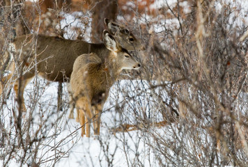 Mule Deer in Snow