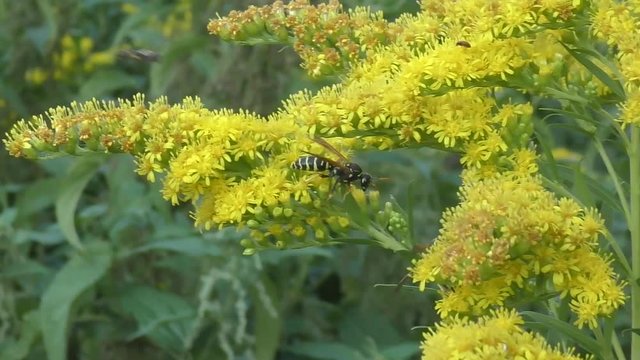 Insect collects nectar on a yellow flower golden rod