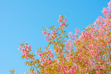 Obraz na płótnie Canvas Sakura flower on blue sky background.