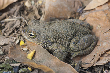 Andean toad (Rhinella spinulosa Wiegmann, 1834) is sitting on dry leaves