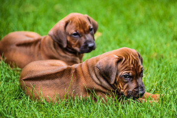 Two Rhodesian Ridgeback puppies lying on the grass