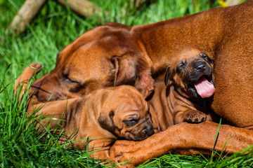 Rhodesian Ridgeback lying with her puppies on grass