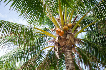 Top of coconut palm tree on sky background