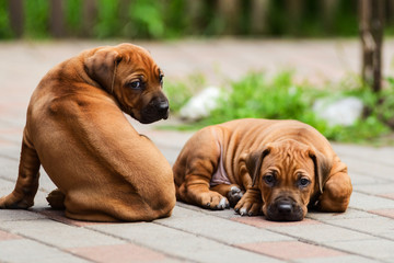 Two adorable Rhodesian Ridgeback resting at the yard