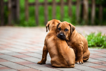 Two cute Rhodesian Ridgeback resting at the yard