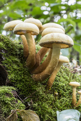 Mushrooms in Moss