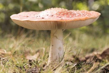 Fly Amanita Mushroom