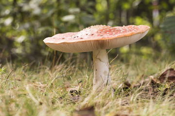 Fly Amanita Mushroom
