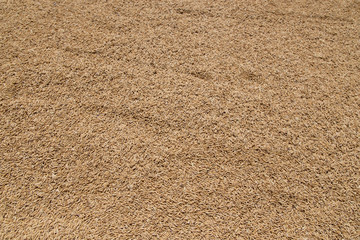 Golden Paddy Rice Seeds Background