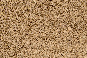 Golden Paddy Rice Seeds Background