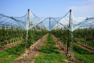 Rows of apple trees