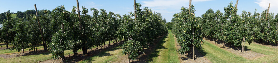 Fototapeta na wymiar Rows of apple trees