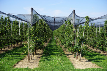 Rows of apple trees